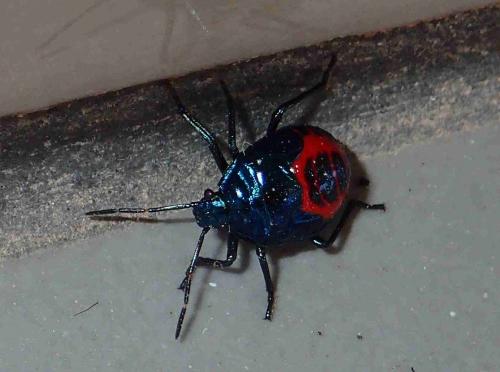 Zicrona caerulea